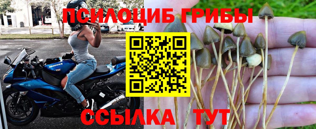 Псилоцибиновые грибы Psilocybe Дубна